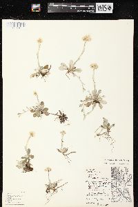 Antennaria neglecta image