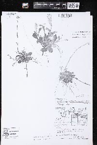 Antennaria neglecta image