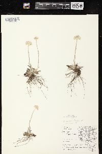 Antennaria neglecta image