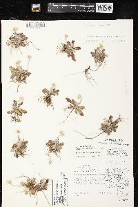 Antennaria neglecta image