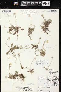 Antennaria neglecta image