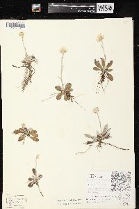 Antennaria neglecta image