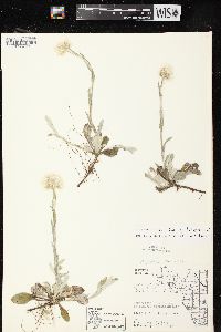 Antennaria parlinii subsp. fallax image