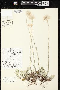 Antennaria parlinii subsp. fallax image