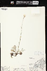 Antennaria parlinii subsp. fallax image