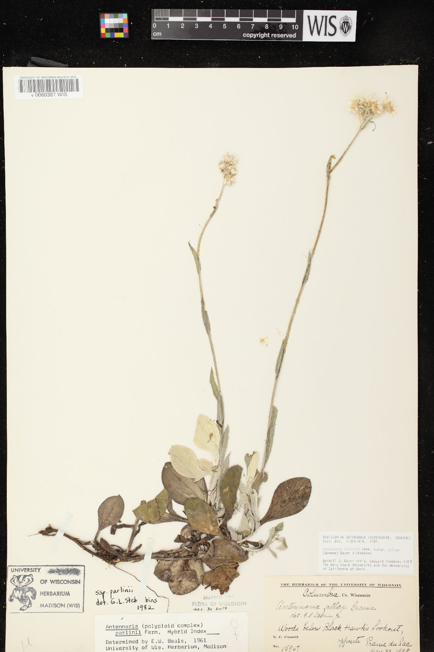 Antennaria parlinii subsp. fallax image