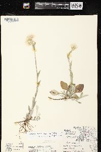 Antennaria parlinii subsp. fallax image