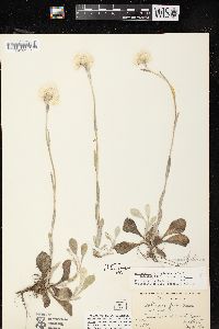 Antennaria parlinii subsp. fallax image