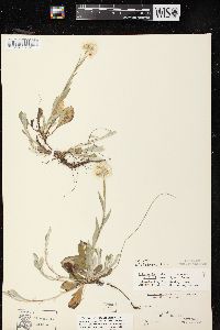 Antennaria parlinii subsp. fallax image