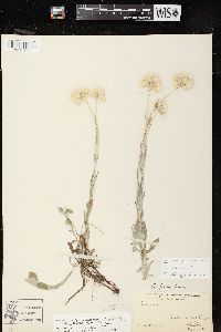 Antennaria parlinii subsp. fallax image