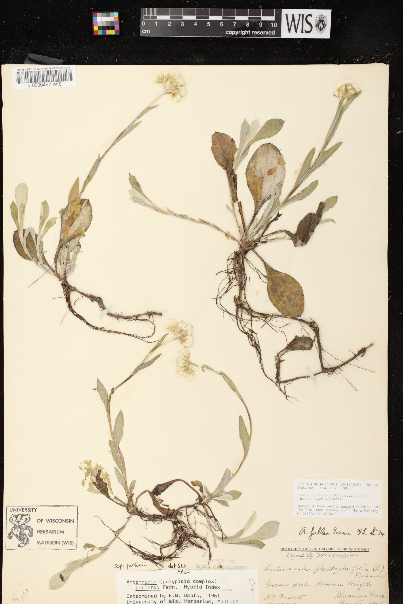 Antennaria parlinii subsp. fallax image