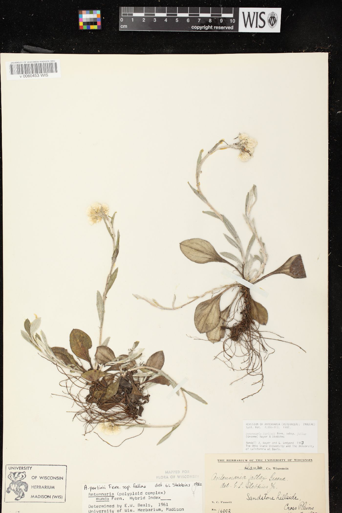 Antennaria parlinii subsp. fallax image