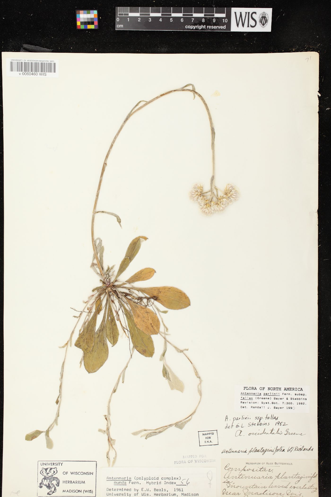 Antennaria parlinii subsp. fallax image