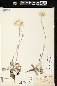 Antennaria parlinii subsp. fallax image