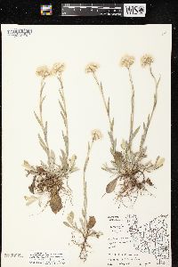 Antennaria parlinii subsp. fallax image