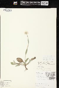 Antennaria parlinii subsp. fallax image