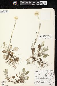 Antennaria parlinii subsp. fallax image