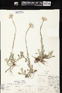 Antennaria parlinii subsp. fallax image