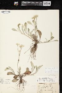 Antennaria parlinii subsp. fallax image