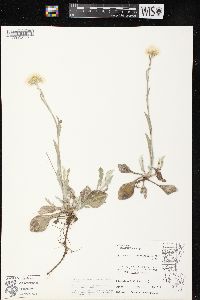 Antennaria parlinii subsp. fallax image