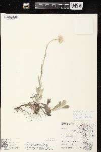 Antennaria parlinii subsp. fallax image