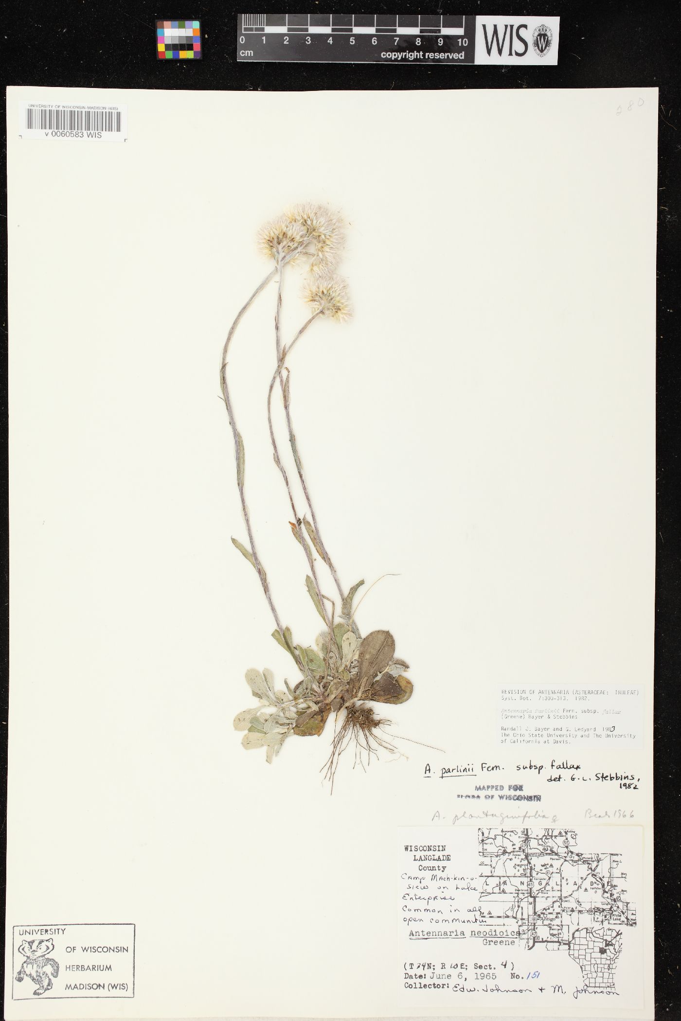 Antennaria parlinii subsp. fallax image