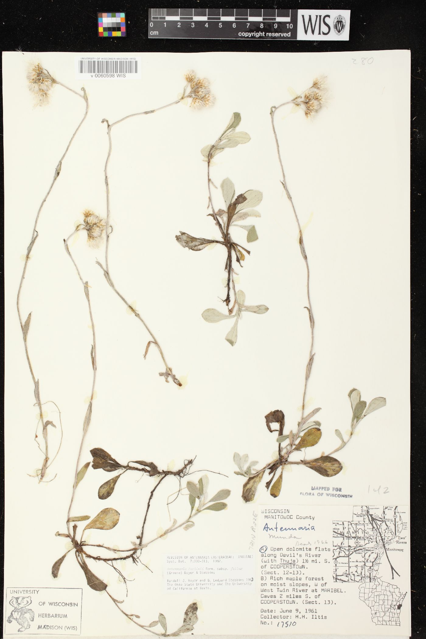 Antennaria parlinii subsp. fallax image