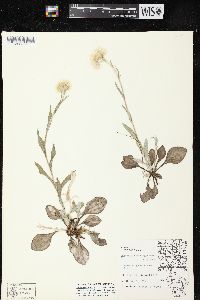 Antennaria parlinii subsp. fallax image