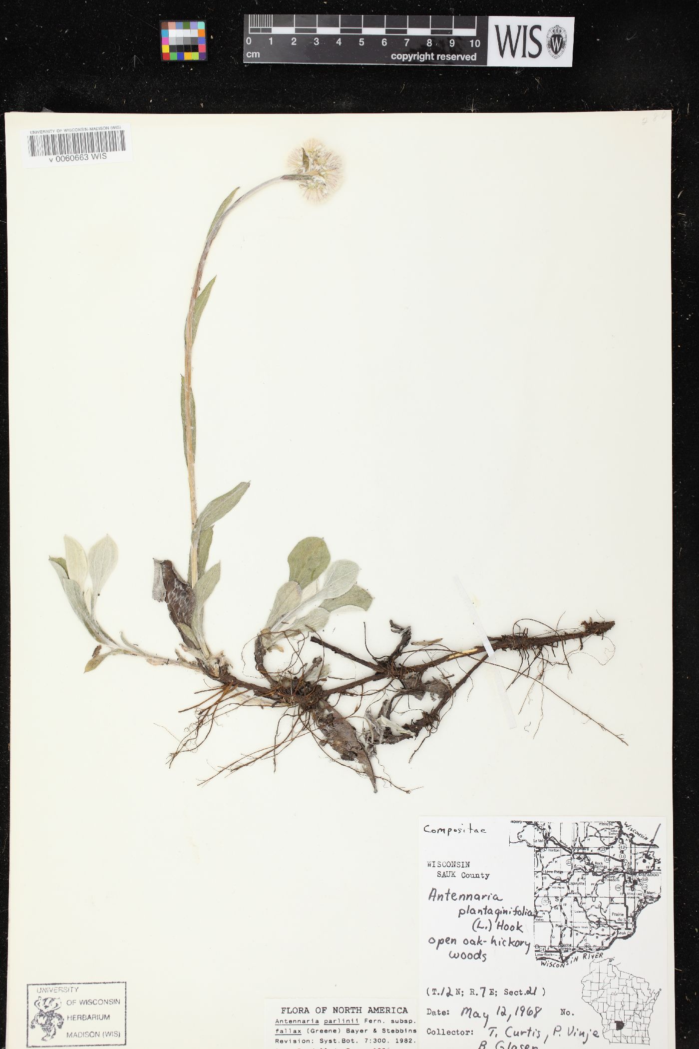 Antennaria parlinii subsp. fallax image