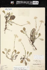 Antennaria parlinii subsp. fallax image