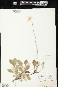 Antennaria parlinii subsp. fallax image