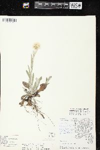 Antennaria parlinii subsp. fallax image