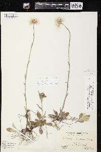 Antennaria parlinii subsp. fallax image