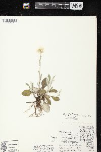 Antennaria parlinii subsp. fallax image