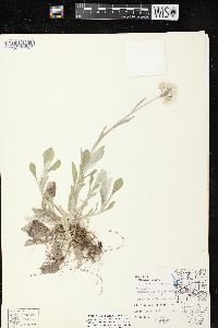 Antennaria parlinii subsp. fallax image