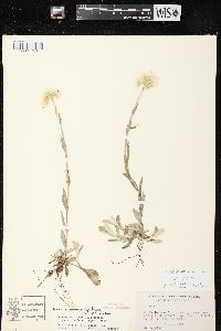 Antennaria parlinii subsp. fallax image