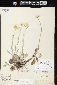 Antennaria parlinii subsp. fallax image