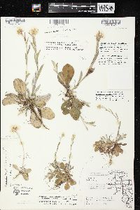 Antennaria parlinii subsp. fallax image