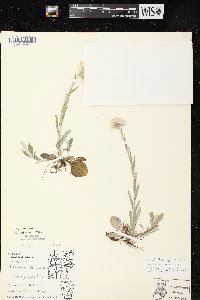 Antennaria parlinii subsp. parlinii image