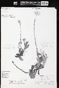 Antennaria parlinii subsp. fallax image