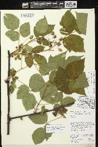 Rubus allegheniensis var. allegheniensis image