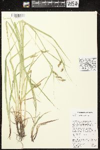 Carex davisii image