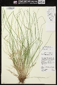 Carex bromoides subsp. bromoides image