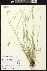 Carex brevior image