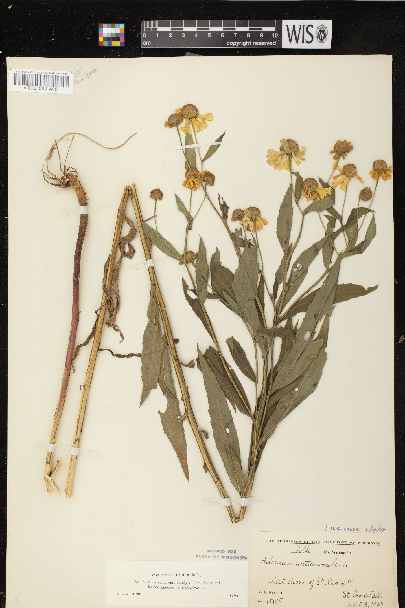 Helenium autumnale var. autumnale image