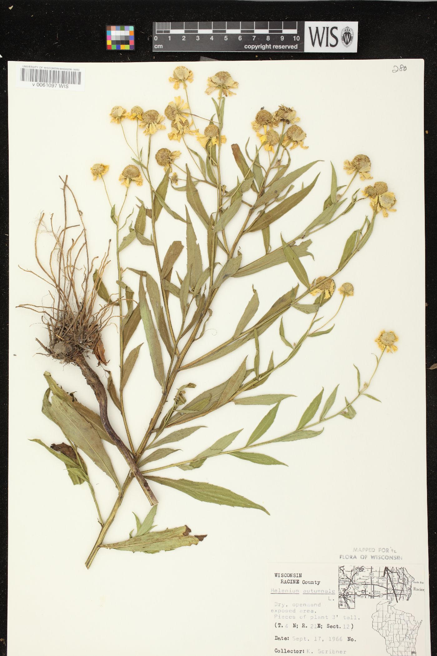 Helenium autumnale var. autumnale image
