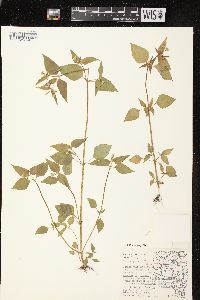 Galinsoga parviflora var. parviflora image