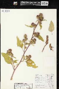 Arctium minus image