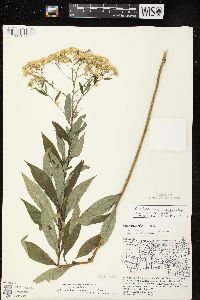 Doellingeria umbellata var. pubens image