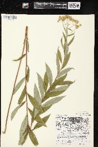 Doellingeria umbellata var. pubens image